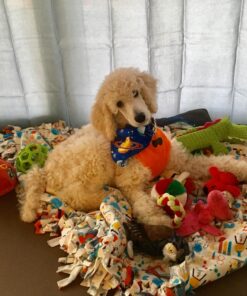 Grannick's Bitter Apple for Dogs Spray Bottle, 16 Ounces, Golds & Yellows (1116AT) 16 Ounces (Pack of 1) 45 81xLueQj QL