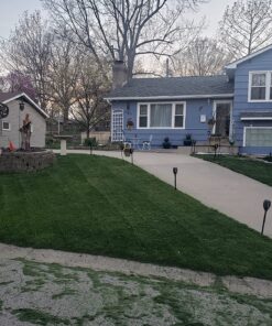 EOYIZW Solar Lights Outdoor 4 Pack, Premium 99 LEDs Solar Torch Light with Flickering Flame Outdoor Decor- IP65 Waterproof Solar Garden Lights for Halloween Decorations Yard Garden Porch Blue-4Pack 22 81xP 0gCUdL