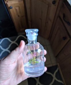 BLOOMIFY Celosia Flower Terrarium, Zero Care, Cockscomb, 4" Jar 37 81xTQvVcZWL