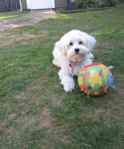 VTech Lil' Critters Roll & Discover Ball,Multicolor Standard Packaging 22 81xTyqslMQL