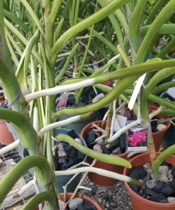 Neptune's Harvest Organic Hydrolized Fish & Seaweed Fertilizer 36 0z 36 Ounce 29 81xWA765rDL