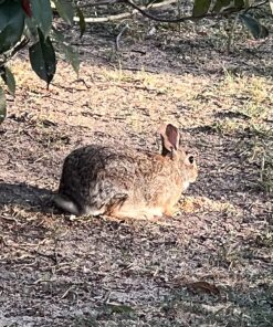 Manna Pro Harvest Delight - Whole Ingredient Chicken Treat - Harvest Mix of Grains, Raisins, Tomatoes, Carrots, Sunflower Seeds - Mixed Flock Poultry Treat - 2.5 lbs 26 81xYqrBYCCL