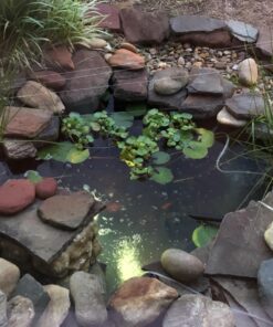 API POND ACCU-CLEAR Pond Water Clarifier 16-Ounce Bottle Pond Treatment 16 oz 22 81xavcOsm7L