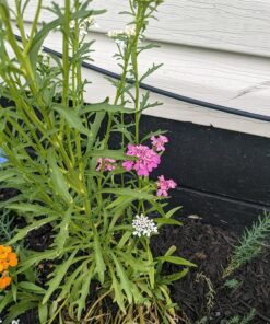 Eden Brothers All Perennial Wildflower Mixed Seeds for Planting, 1/4 lb, 120,000+ Seeds with Lupine, Shasta Daisy | Attracts Pollinators, Plant in Spring or Fall, Zones 3, 4, 5, 6, 7, 8, 9, 10 1/4 Pound 41 81xdnZVikkL