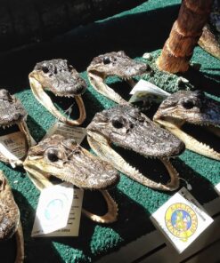 Oh, Florida!: How America's Weirdest State Influences the Rest of the Country 5 81xedAuTRJL