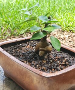 Hoffman 10708 Bonsai Soil Mix, 2 Quarts, Brown/A 1 Pack 18 81xiIwbX0L