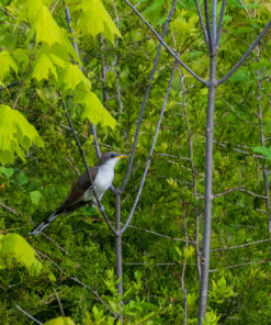 Nikon D500 DX-Format Digital SLR (Body Only), Base 111 81xkD4BbrL