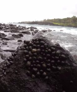 HTC RE 16.0MP Waterproof Digital Camera (White) White 24 81xlyPOTcSL