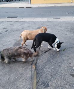 Purina ONE Chicken and Rice Formula Dry Dog Food - 8 lb. Bag Dry Food Chicken & Rice 8 Pound (Pack of 1) 41 81xm9CBKJuL