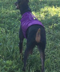 Kurgo Loft Dog Jacket, Reversible Dog Coat, Wear with Harness or Sweater, Water Resistant, Reflective, Winter Coat For Medium Dogs (Deep Violet, M) Deep Violet/Charcoal 46 81xn7jeLDgL