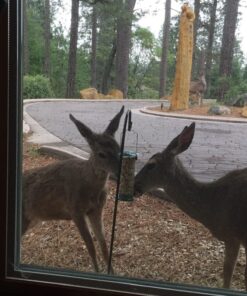 Premium Steel Sunflower Seed and Peanut Feeder, 9.5" Tall, Wild Bird Feeder for Woodpeckers, Titmice, Nuthatches, Chickadees, Jays and More, Gifts for Mom, for Women, Gifts for Dad 9.5 inch 36 81xnIIqYiYL