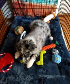 MidWest Homes for Pets Reversible Paw Print Pet Bed in Blue / White, Dog Bed Measures 40L x 26W x 3.5H for Large Dogs, Machine Wash 40.0"L x 26.0"W x 3.5"Th 31 81xoiZXuiYL