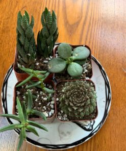 Shop Succulents Verde Succulent Plant Pack Collection - Live Mini Succulent Plants, Low Maintenance, Mix of Green Succulents & Textures - Wedding and Party Favors, Gift & Garden, Pack of 4 4-Pack 20 81xp0PdIRUL