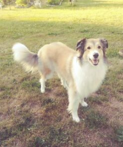 SENTRY PET CARE Fiproguard for Dogs, Flea and Tick Prevention for Dogs (45-88 Pounds), Includes 3 Month Supply of Topical Flea Treatments 45 to 88-Pound 3-Month 9 81xq55eZo1L