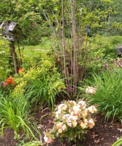 Japanese Weeding Sickle Very Sharp Edge Quick Work (Full Size) 21 81xqGhTXsqL