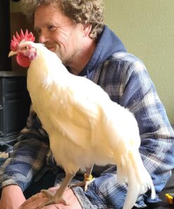 25 Poultry Spiral ID Leg Bands Standard Size 11 12 81xw5EPTSDL