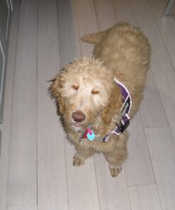 CPR V10000 – Whitelist Call Blocker. Landline Phone Call Blocker. Dual Mode Protection. Pre-Loaded with 10,000 Known Robocall Scam Numbers - Join Our Mission to Create a spam Free Community Black 18 81y RMlEjL