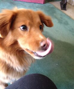 Checkups- Dental Dog Treats, 24ct 48 oz. for Dogs 20+ pounds Medium (Pack of 1) 17 81y3UW1RhVL