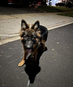 PetSafe® Gentle Leader® Headcollar, No-Pull Dog Collar, Large 60-130 Lb., Black 24 81y8e9TUX2L