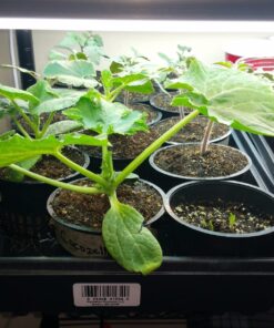 Heirloom Seeds for Planting Vegetables and Fruits - Survival Essentials 135 Variety Seed Vault - Medicinal Herb Seeds - Grow Healthy Non-GMO Food 75 81yBtWbDiaL