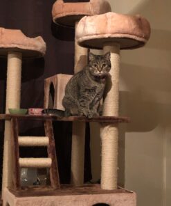 Blue Buffalo Small Breed Dog Food, Life Protection Formula, Natural Chicken & Brown Rice Flavor, Adult Dry Dog Food, 15 lb Bag 15 Pound (Pack of 1) 50 81yCQDmYU3L