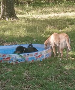 Intex Snorkel Buddies Snapset Pool - 5'X10" (Style May Vary) 23 81yJ8ftFfLL