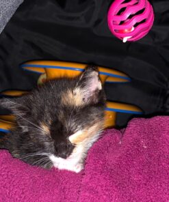 PetAg KMR Kitten Milk Replacer Powder - Prebiotics and Probiotics for Newborn to 6 Week - 12 oz Powdered Drink Mix 12 Ounce (Pack of 1) 29 81yOwavGWPL