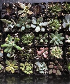 Jiimz 30 Assorted 2" Succulent Plants 25 81yRd90t0LL