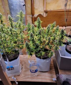 Nectar for the Gods NGOS3004 One Shot Granules, 4 lb Soil Amendment, Black 9 81yVvB1xqgL