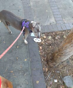 Metallic Half-Masks (24 pieces)-Masquerade Masks, Mardi Gras, Party Supplies 6.75" 24 81yYWqzFIwL