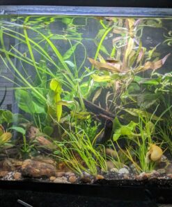 Florida 10 Species Live Aquarium Plants Bundle 34 81yZEiiMgGL