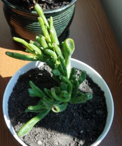 Hobbit Jade Plant - Crassula ovuta - Easy to Grow - 4.5" Pot 30 81yd2kCaoZL