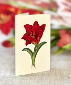 Freshcut Paper Pop Up Cards, Scarlet Amaryllis, 16 inch Life Sized Forever Flower Bouquet 3D Popup Christmas, Winter, Holiday Greeting Cards with Note Card and Envelope - Christmas Decorations 15 81ye47oVnL