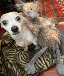 Jellycat Mad Pet Odette Ostrich Stuffed Animal, Medium, 20 inches 18 81ye6xu501L