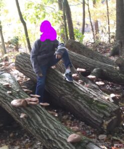 100 Shiitake 100 Mushroom Plug Spawn Edible Mycelium Plugs 42 81yfB9DoVzL