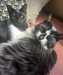 Pet Grooming Dog & Cat Brush For Shedding, Effective for Long & Short Hair Pet Grooming Tool, Reduces Dogs and Cats Shedding Hair By More Than 95%, The Professional Deshedding Tool 27 81yfqX E16L