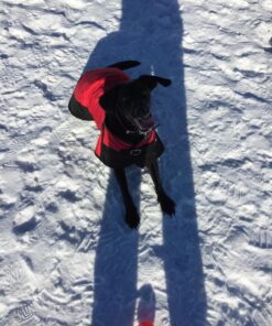 KONG Squeezz Crackle Ball, Medium, Colors may vary 1 9 81ym7nxzUL