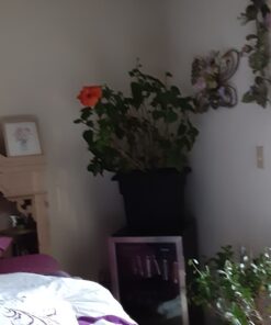 Bloem Veranda Deck Box Planter Square: 18" - Black 18" 39 81yoWOwm3uL 1