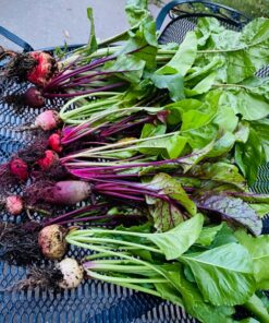 Seed Needs, 1,500+ Rainbow Beet Seed Mixture - 8 Variety Heirloom Mix (Beta vulgaris) Bulk Non-GMO 50 81yp2gAa0mL