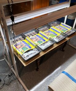 Apollo Horticulture Pair of 1/8" Adjustable Grow Light Rope Hanger w/ Improved Metal Internal Gears Pair of 1/8" 19 81yqfN5w23L