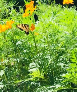 Eden Brothers Northeast Wildflower Mixed Seeds for Planting, 1/4 lb, 120,000+ Seeds with Cosmos, Candytuft, Shasta Daisy | Attracts Pollinators, Plant in Spring or Fall, Zones 3, 4, 5, 6, 7, 8, 9, 10 1/4 Pound 45 81yrDPJ4UAL