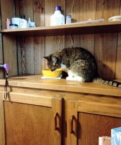 Amazon Basics Dog and Puppy Pee Pads with Leak-Proof Quick-Dry Design for Potty Training, Standard Absorbency, Regular Size, 22 x 22 Inches, Pack of 100, Blue & White Unscented Regular (100 Count) 41 81ysWabb5HL 2