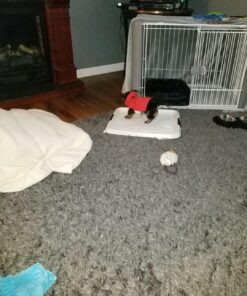 IRIS USA Small Pet Training Pad Holder, Dark Gray 17"x17" 46 81yslobUYL