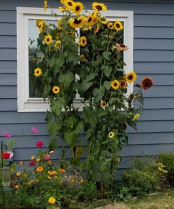 Sow Right Seeds - Flower Seed Collection - Carnation, Gayfeather, Dahlia, Morning Glory, Larkspur, Balsam, Snapdragon, Phlox, Zinnia, & Daisy - Non GMO Heirloom Seeds for Planting - 10 Packets 26 81yzjRjcEwL