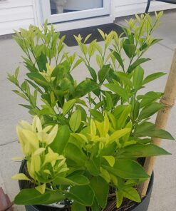 Organic Kelp Fertilizer by GS Plant Foods - Omri Listed(1 Gallon) - Liquid Kelp Concentrate for Gardens, Lawns & Soil Yields 800+ gallons 1 Gallon 33 81z0y5AKQNL