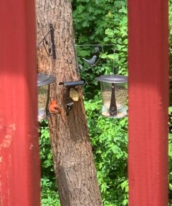 FORUP Suet Bird Feeder, Hanging Suet Feeder, Single Suet Cake Bird Feeder, One Suet Capacity 1 30 81z2JWOkmXL