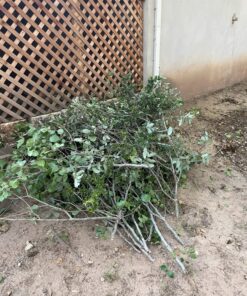 Fiskars 7.9'-12' Extendable Tree Pruning Stik Pruner - Rotating Sharp Precision-Ground Steel Blade for Cutting up to 1.25" Diameter Pruning Stick Extenable 7.9'-12' 50 81z2vpxs9NL