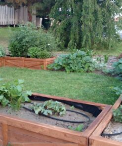 Heirloom Vegetable Seeds Non GMO Survival Seed Kit - Part of Our Legacy and Heritage - 50 Varieties 100% Naturally Grown- Best for Gardeners Who Raise Their Own Healthy Food 1 40 81z4BrfHraL