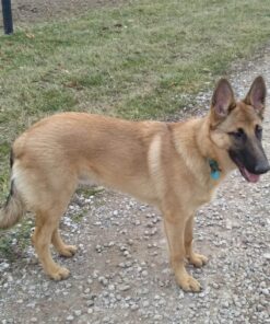 PetSafe® Gentle Leader® Headcollar, No-Pull Dog Collar, Large 60-130 Lb., Black 22 81z5HeFFwPL