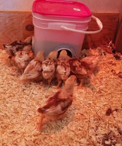 RentACoop 20lb BPA-Free Chicken Feeder with Large Ports - Includes Lid, Anti-Roost Cone, Ports, Rain Hoods - Suitable for Chickens - Corner Placement 31 81z76iPpn9L